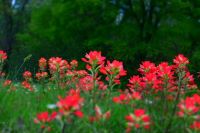 indian paintbrush